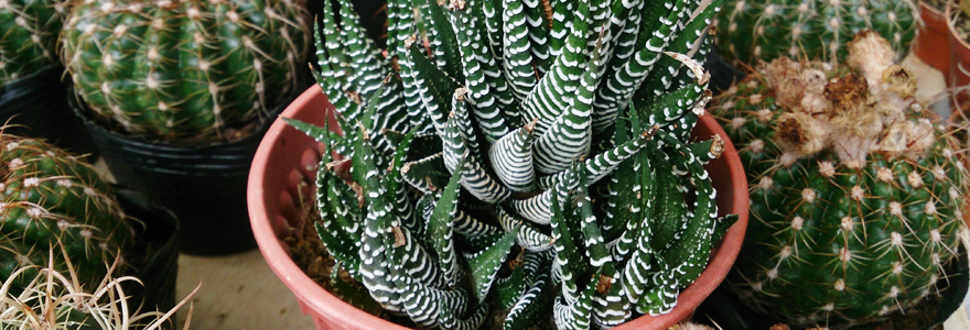 Haworthia zébre