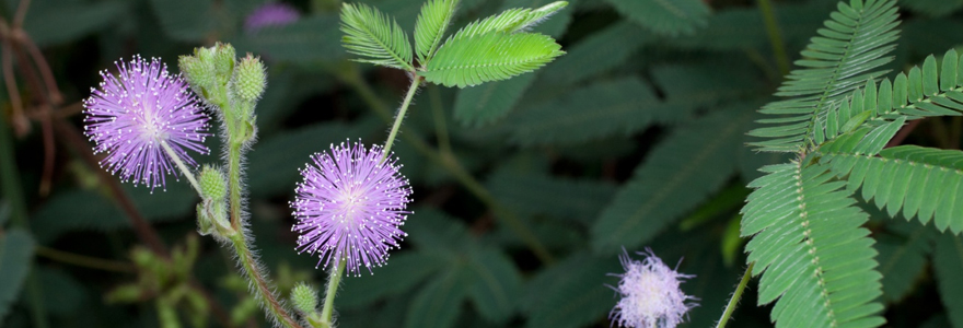 Le Mimosa Pudica