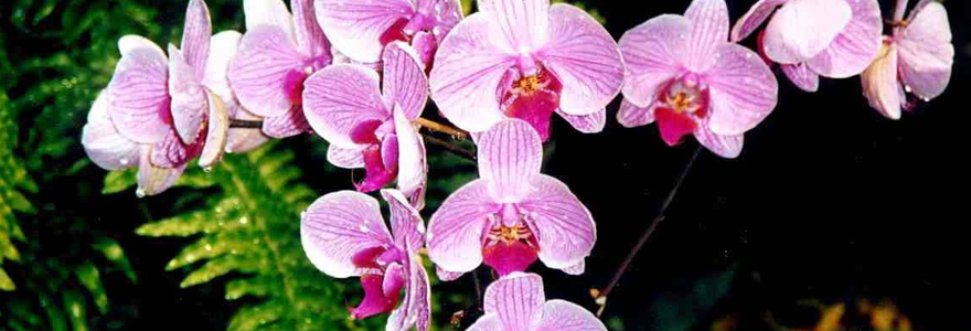 des orchidées